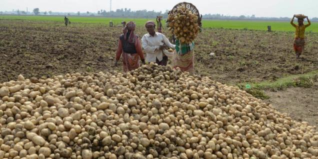 PLSG & BlackPace sign $65m MoU for potato production