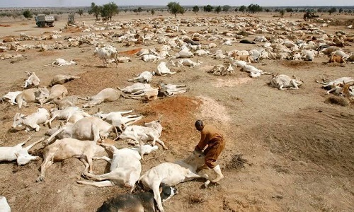 Benue anti-Grazing law leads to suicide of Fulani herder after the death of 200 cattle