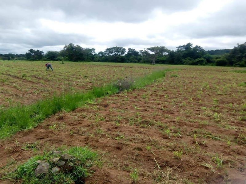 Plateau Peace Building Agency (PPBA) condemn the destruction of community farm in Rotsu village of Plateau State