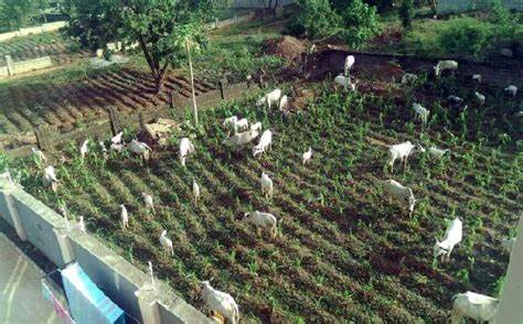 Plateau Peace Building Agency Food Security: It’s time to end open grazing in Plateau State