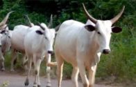 230 cows seized in Benue for violating grazing law
