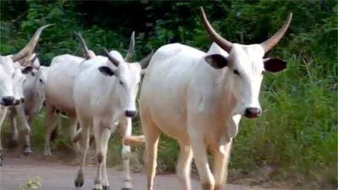 Farmers/Herders Conflict: Ranching may takeoff in Plateau before Dec – Prof. Wade