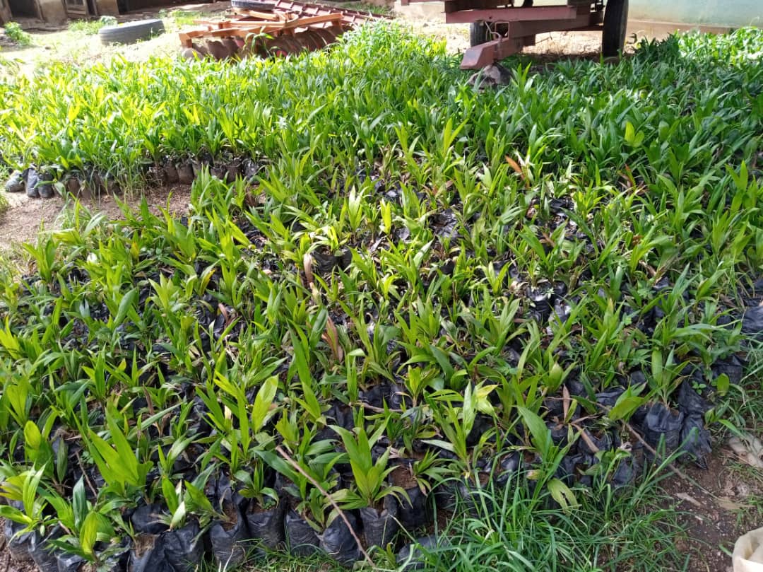 LETEP DABANG DONATES OVER SEVEN THOUSAND OIL PALM SEEDLINGS TO FARMERS IN PLATEAU STATE
