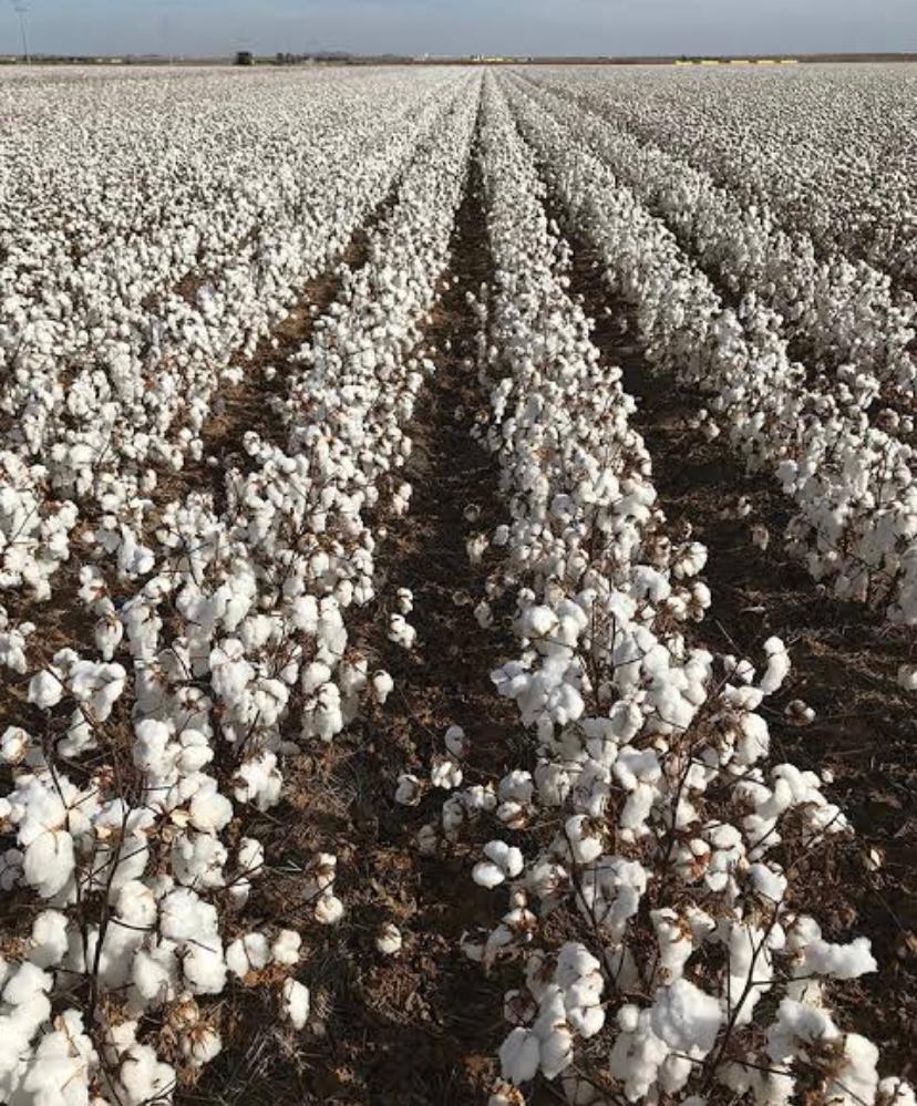 Association to support government’s efforts to diversify economy through cotton value chain