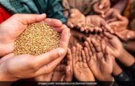 Strengthening Resilience in Food Security: Africa’s Option to End Malnutrition