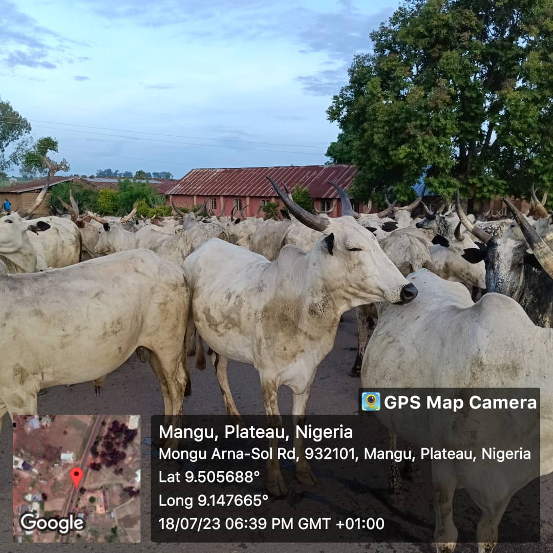 Troops of OPSH Arrest Over 1,000 Cattle Grazing on Farmlands in Mangu, Plateau State