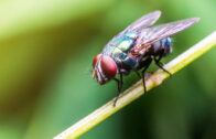 Fly as leitmotif in “Wake the Flies” documentary