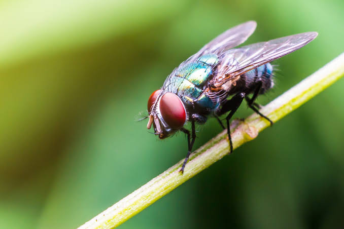 Fly as leitmotif in “Wake the Flies” documentary